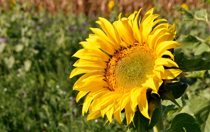 Sunflower in sunlight stock photo. Image of decorative 101040926