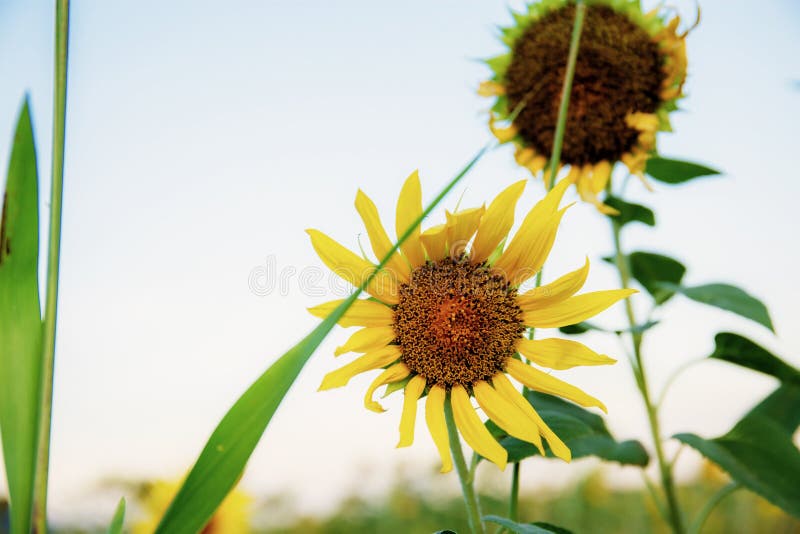 Sunflower with sunlight stock photo. Image of countryside 191131700