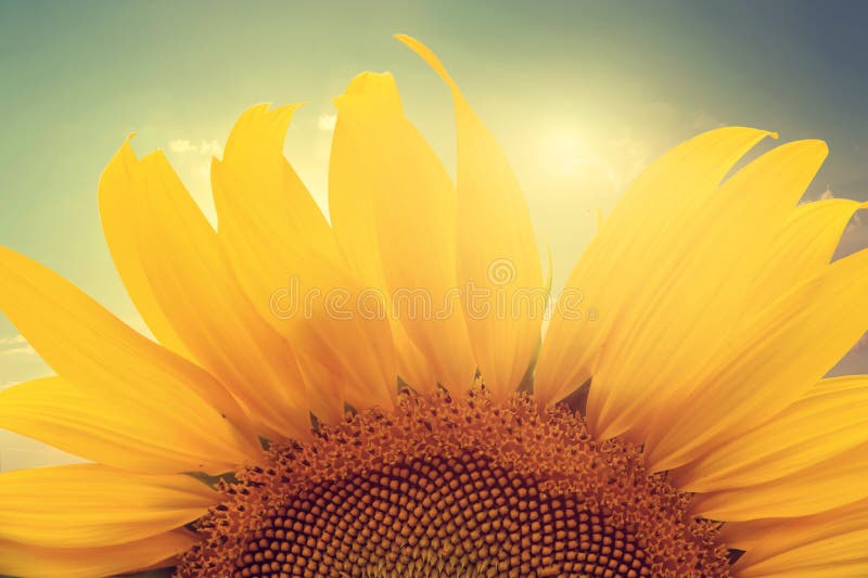 Sunflower in sunlight stock photo. Image of bright, field 29123258