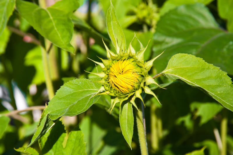 Sunflower stock photo. Image of nature, sunlit, agriculture 85232356