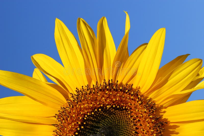 Sunflower Sunrise stock photo. Image of bloom, best, petal 259322