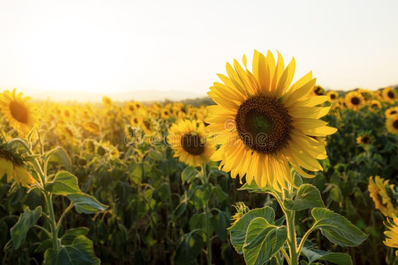 Sunflower in the winter stock photo. Image of growth 206524224