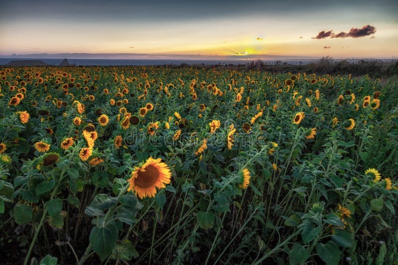 Gower Sunflowers Stock Photos Free & RoyaltyFree Stock Photos from