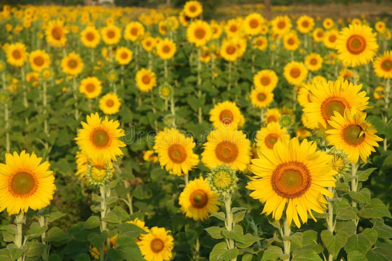 Sunflower, Thailand