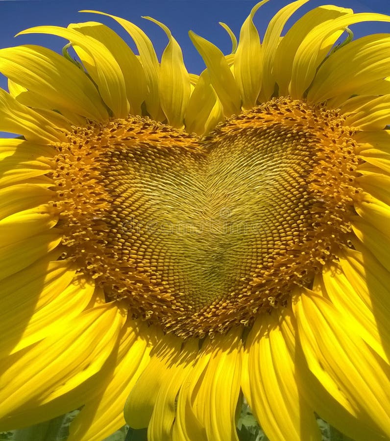 Sunflower to love stock photo. Image of seed, season 86443600