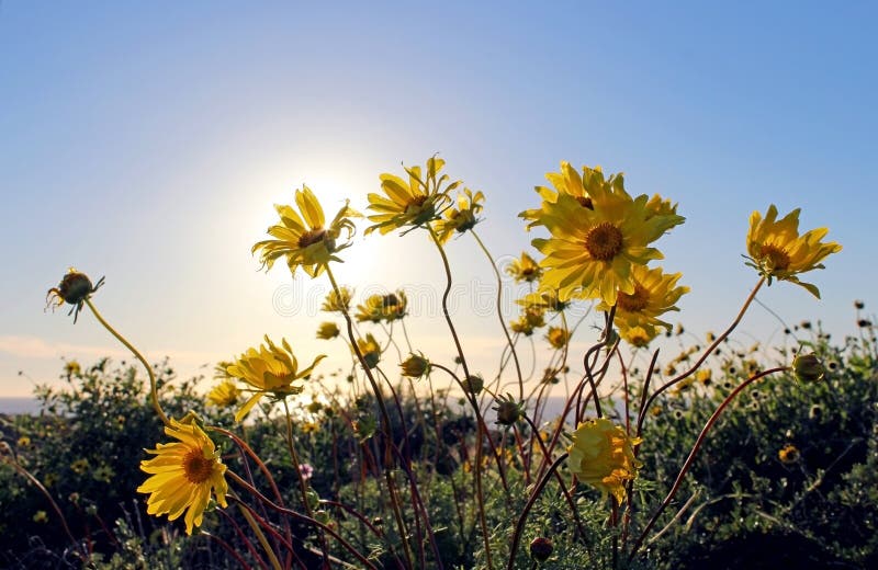 Sunflower, Torrey Pines State Park, La Jolla