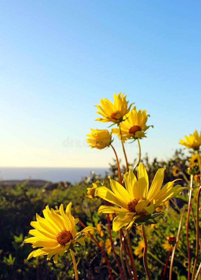 Sunflower, Torrey Pines State Park, La Jolla