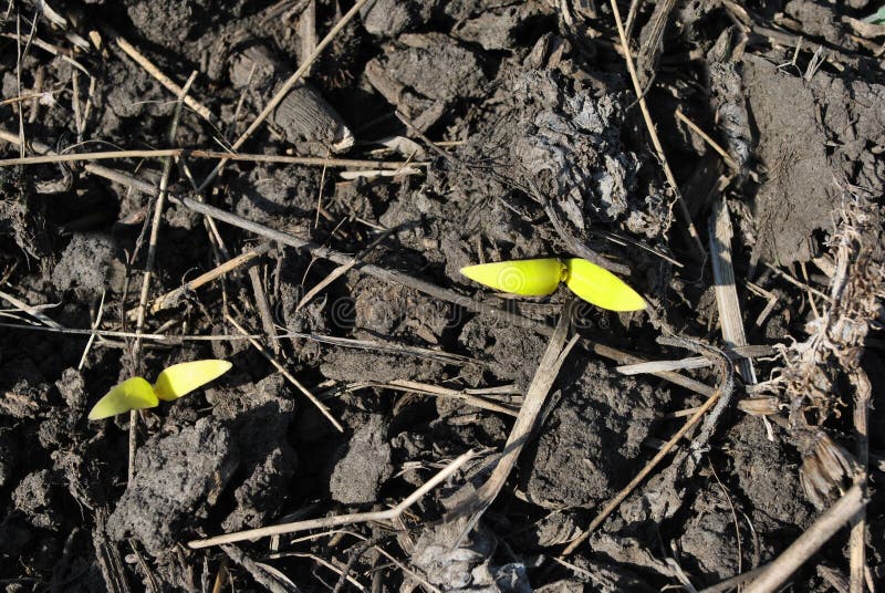 Sunflower two small plants growing in black earth, organic farming, close up first leaves