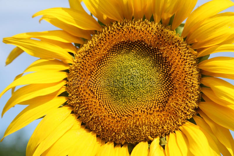 Sunflower in Ukraine land. stock photo. Image of background 11646230