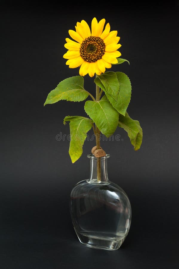 Sunflower In Vase Of Water. Stock Image Image of petal, beauty 96747191