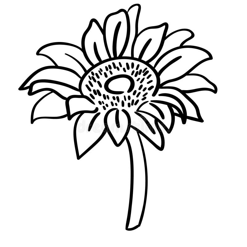 Sunflower Vector Eps, Hand Drawn, Vector, Eps, Logo, Icon, Silhouette