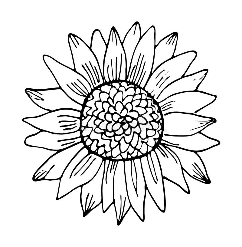 Black And White Printable Sunflower