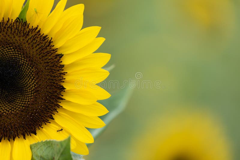 The Flower that Represents Summer is a Sunflower. Stock Photo Image