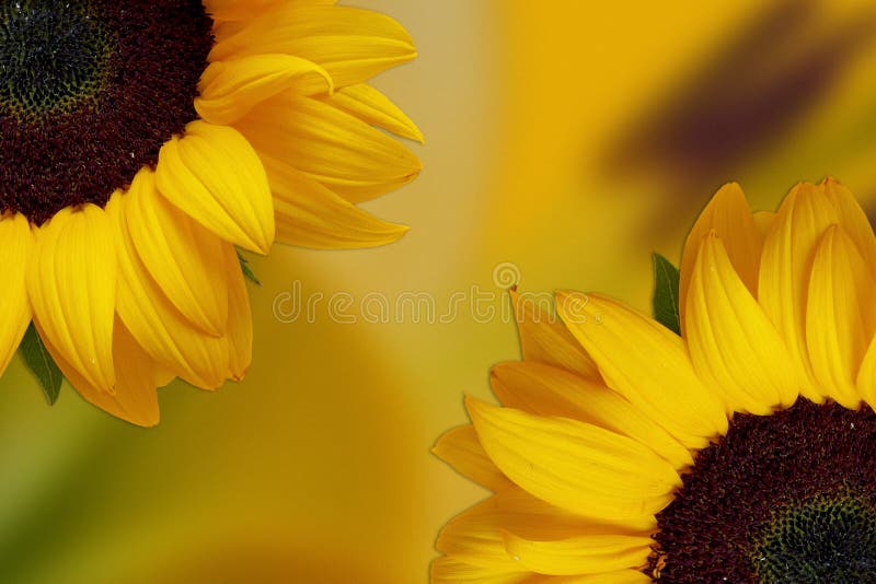 Free download Yellow Sunflower wallpaper Iphone wallpaper yellow Yellow  721x1280 for your Desktop Mobile  Tablet  Explore 28 Yellow Sunflower  Wallpapers  Sunflower Wallpaper Desktop Sunflower Background Sunflower  Wallpapers