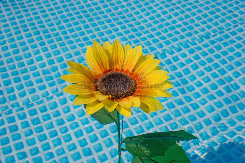 Sunflower in the water stock image. Image of freshness 66840425