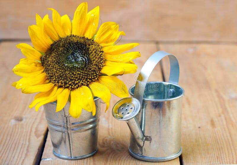 Watering Can With Sunflower Stock Image Image of sunflower, exempted