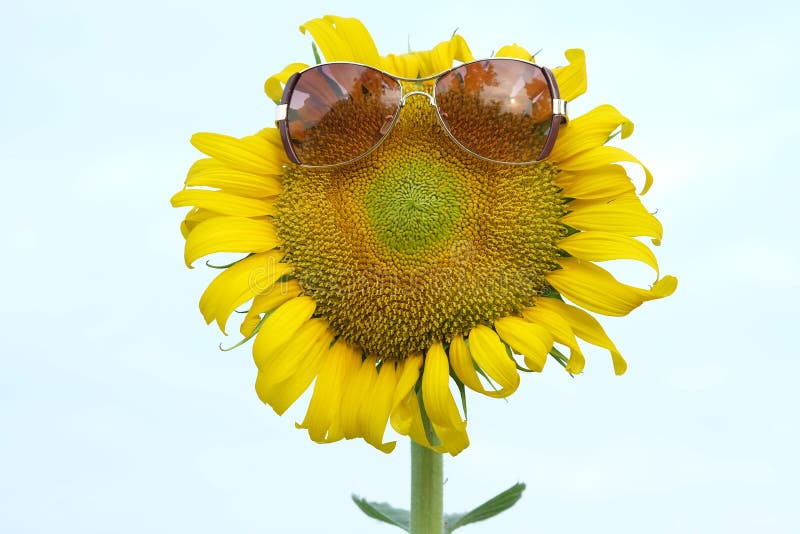 Sunflower Wearing Sunglasses Stock Image Image Of Leaves Beauty 45286793