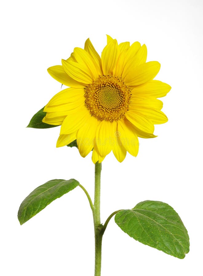 Sunflower on white