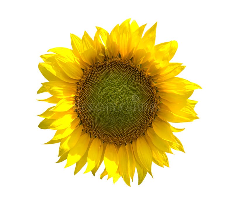 Sunflower on White Background Stock Image - Image of colourful, farming: 18521591