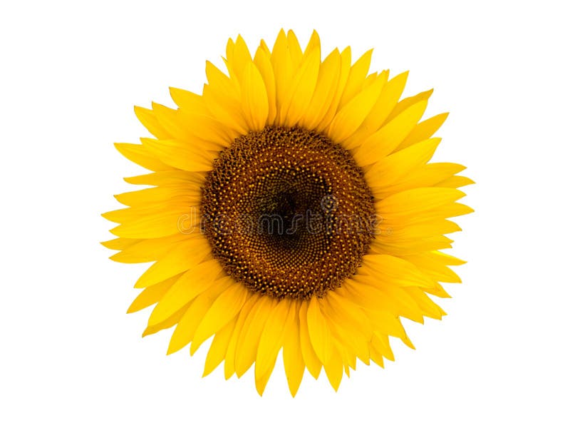 Sunflower On A White Background Stock Image - Image of brightly