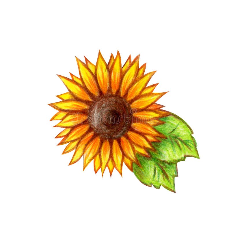 Sunflower hand drawing stock illustration. Illustration of orange