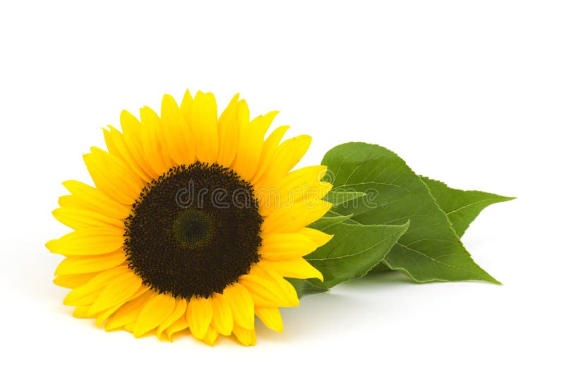Sunflower on white background stock photos Sunflower on white background stock photos