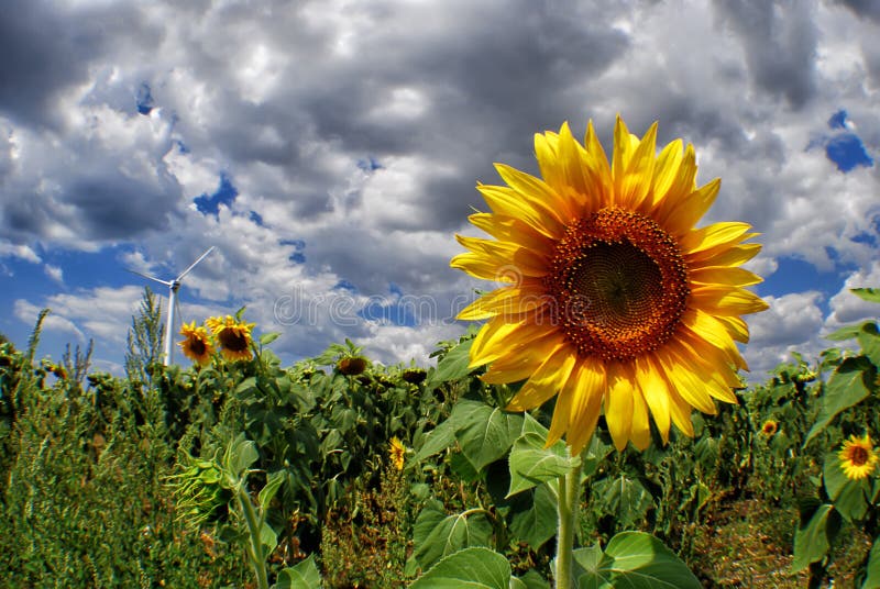 Sunflower and Wind Generator Stock Image Image of yellow, flower