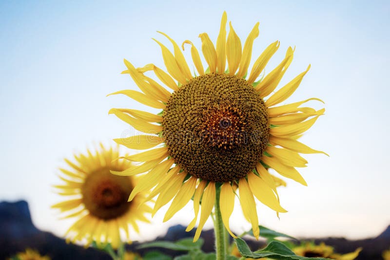 Sunflower in winter stock image. Image of harvest, nature 268238827