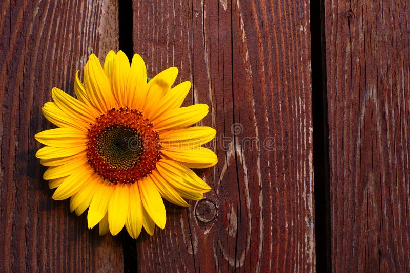 Sunflower on Wooden Background Stock Photo Image of flowers, wooden