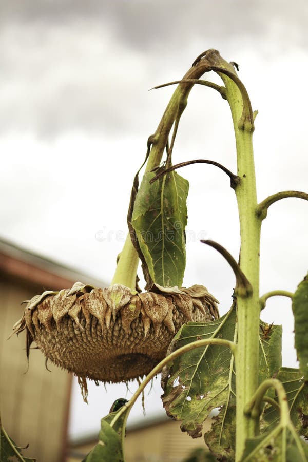 Sunflowers Wilting Heat Stock Photos Free & RoyaltyFree Stock Photos