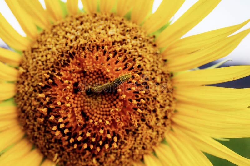 Sunflower and Worm with Texture Stock Image Image of field, eating