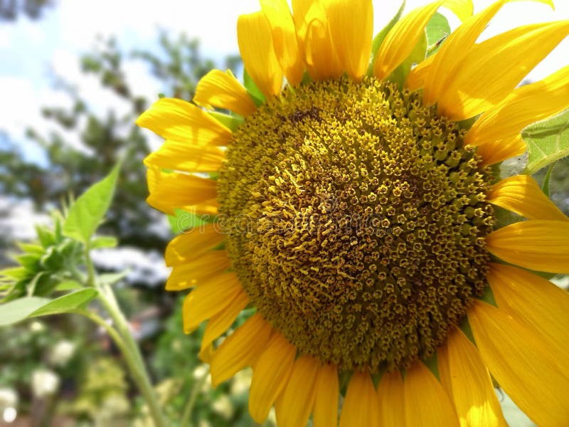 Sunflower stock image. Image of sunflower, looked, yellow 278483677