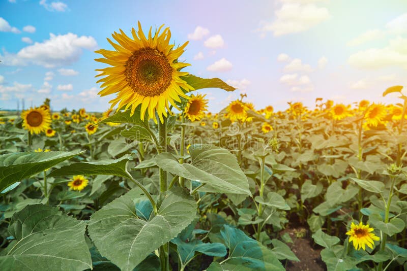 Sunflower Yellow Field and Blue Sky with Clouds Stock Photo Image of