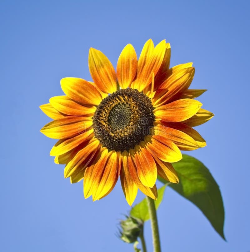 Sunflower Yellow Flower on Blue Sky Stock Image Image of closeup