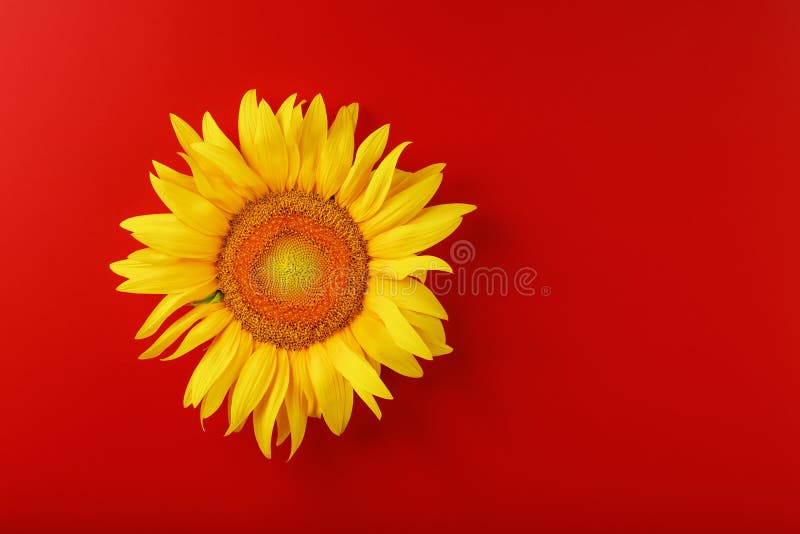 Sunflower yellow on a red background top view. Free space for copying