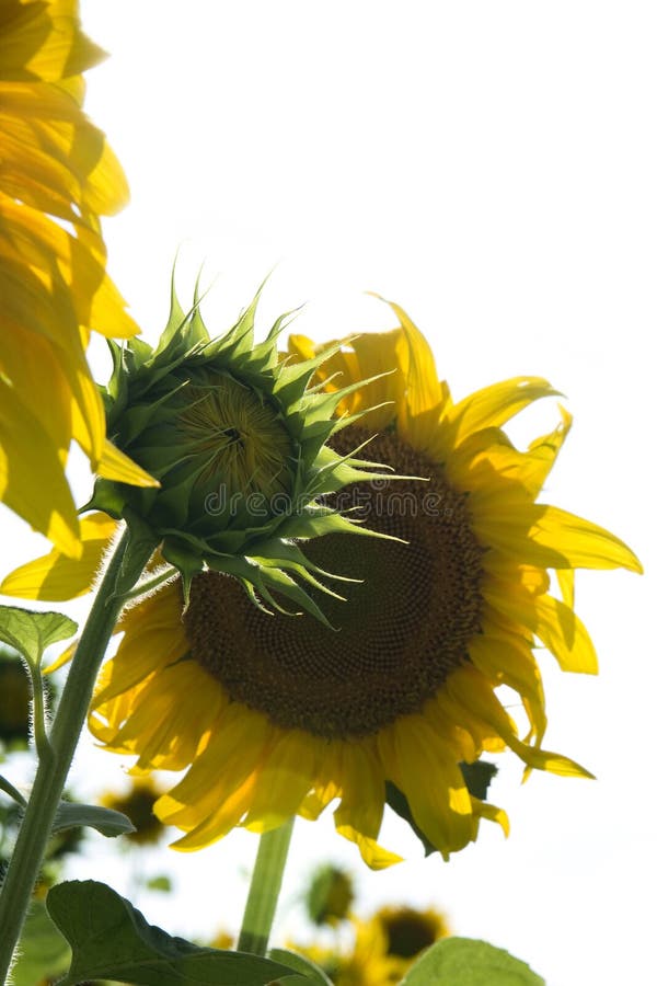 Sunflowers