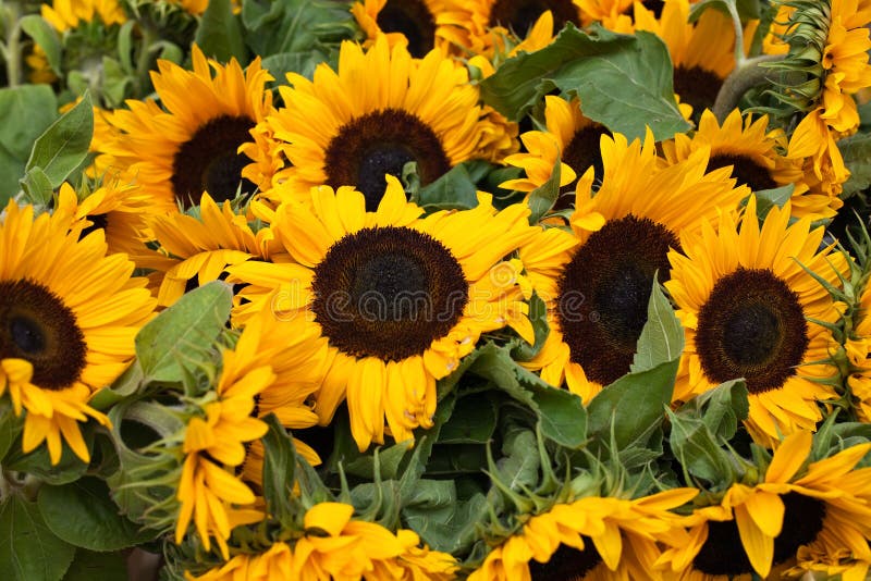 Close up of beautiful sunflowers. Sunflowers stock images, royalty-free photos and pictures