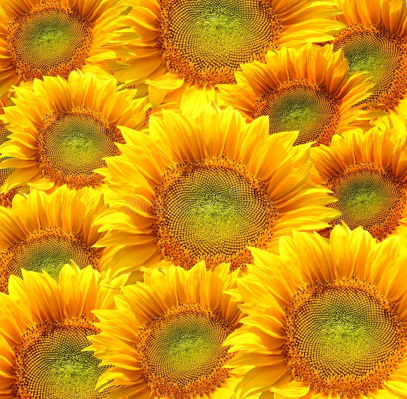 Yellow sunflowers, background with flowers. Sunflowers stock images, royalty-free photos and pictures