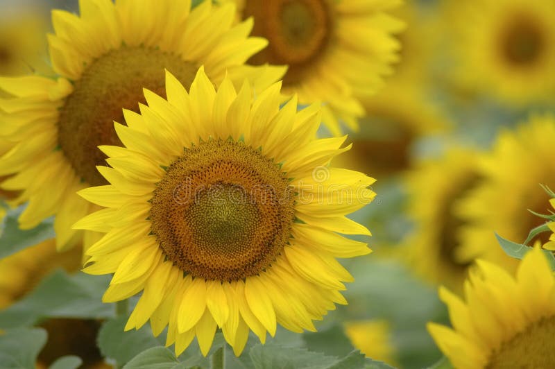A group of sunflowers. Sunflowers stock images, royalty-free photos and pictures