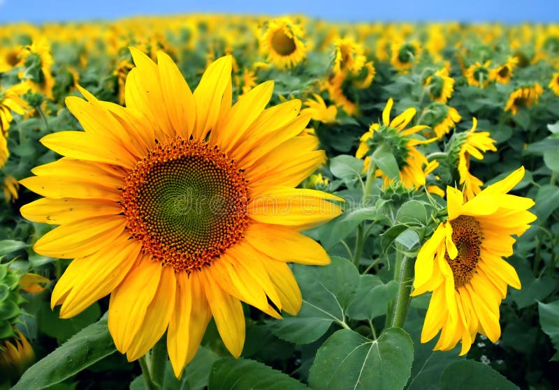 Sunflowers