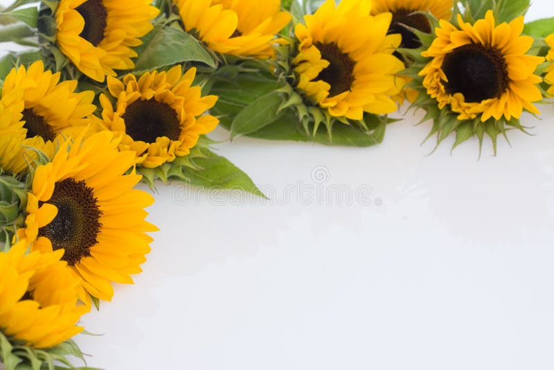 Beautiful, fresh yellow sunflowers on white background. Sunflowers stock images, royalty-free photos and pictures