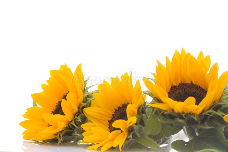 Beautiful, fresh yellow sunflowers on white background. Sunflowers stock images, royalty-free photos and pictures