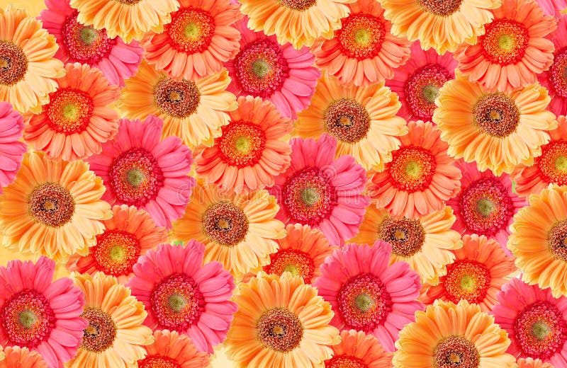 Many beautiful sunflowers closeup background. Sunflowers stock images, royalty-free photos and pictures