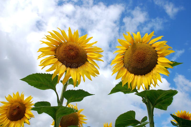 Sunflowers Growing in Field France Stock Image Image of landscape