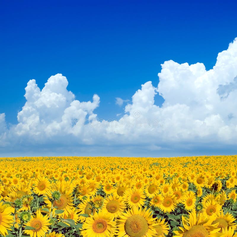 Flag of Ukraine Sunflower National Flower of Ukraine Stock Image