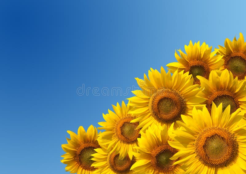 Sunflowers with clean blue sky. Sunflowers stock images, royalty-free photos and pictures