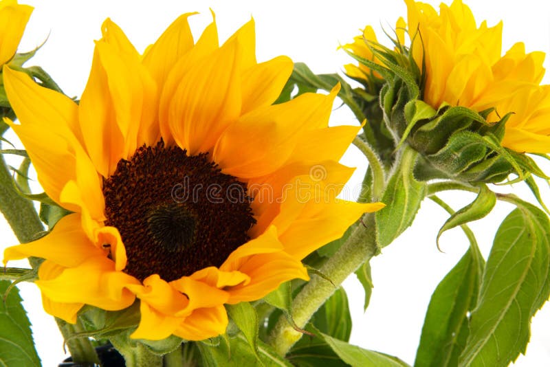 Bouquet nature yellow sunflowers on white background. Sunflowers stock images, royalty-free photos and pictures