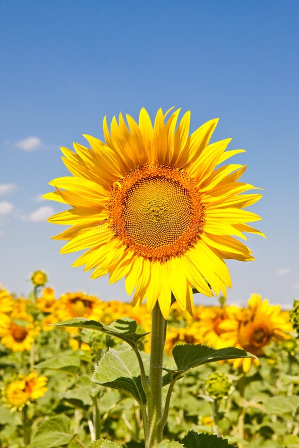 Sunflowers