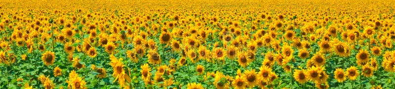 Beautiful sunflowers in the field. Sunflowers stock images, royalty-free photos and pictures