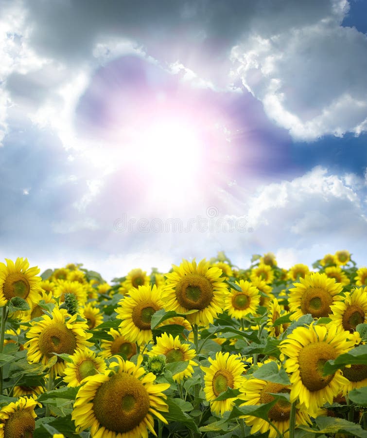 Sunflowers